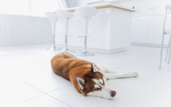 Simple enrichment routines that turn feeding time into your dog’s favorite part of the day