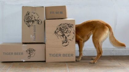 Simple enrichment stations at home that keep your dog curious and content