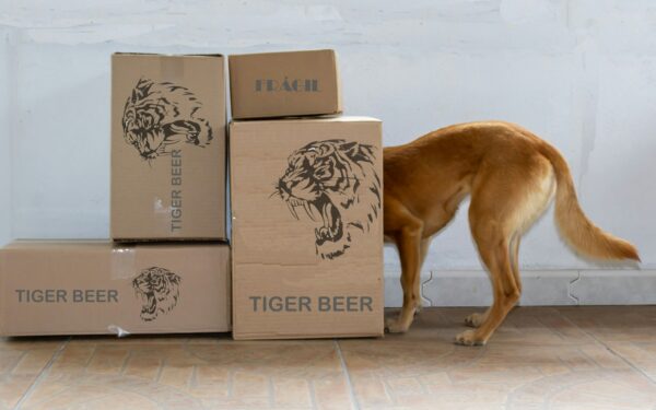 Simple enrichment stations at home that keep your dog curious and content