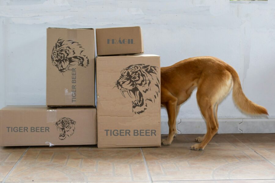 Dog enrichment station