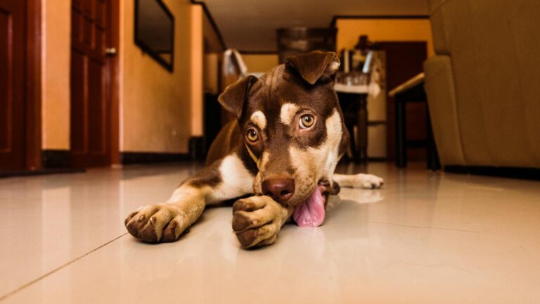 Dog licking food lick mat floor