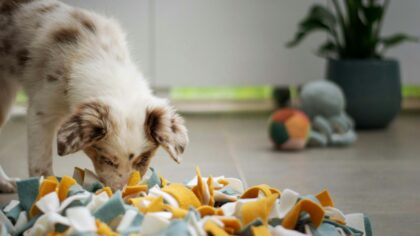 Simple homemade dog enrichment stations that turn your home into a fun zone