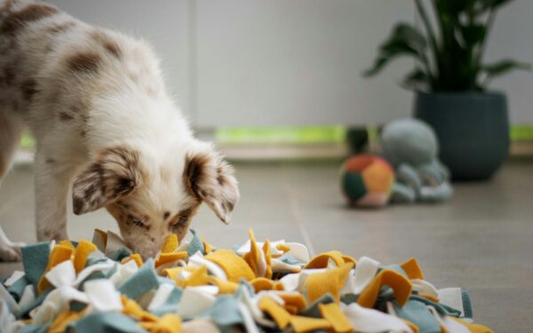 Simple homemade dog enrichment stations that turn your home into a fun zone