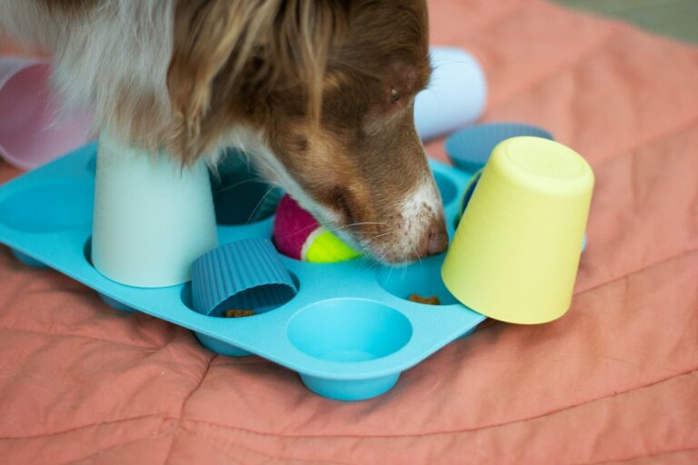 Dog sniffing cardboard box indoor enrichment toys