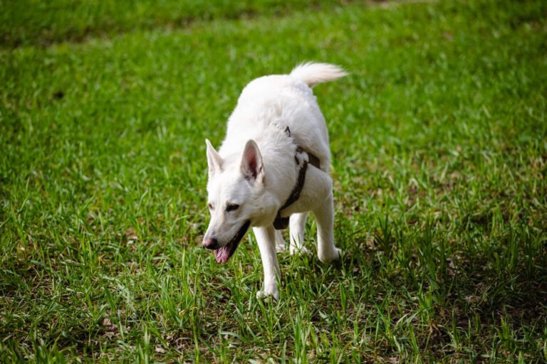 Dog sniffing grass