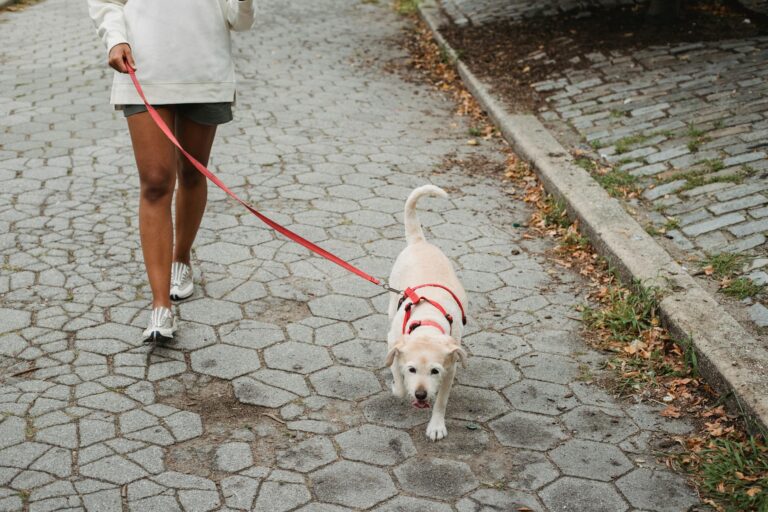 Owner walking dog