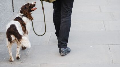 Simple leash skills that make walks calmer and more enjoyable