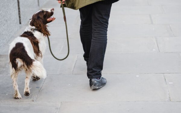 Simple leash skills that make walks calmer and more enjoyable