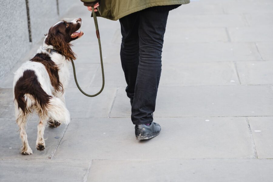 Owner walking dog