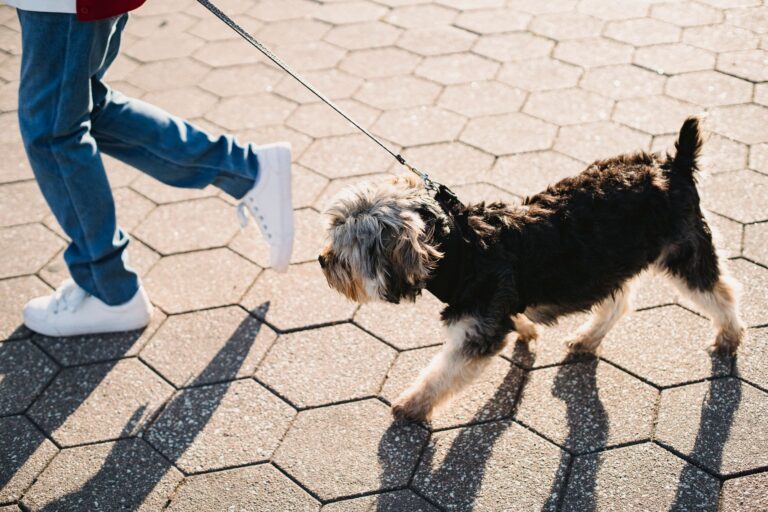 Dog owner morning