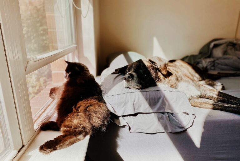 Dog relaxing bed