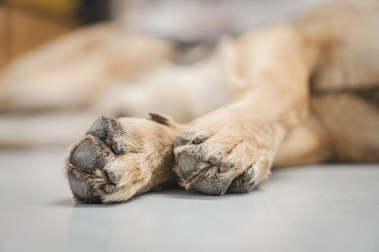 Dog paws close hardwood floor