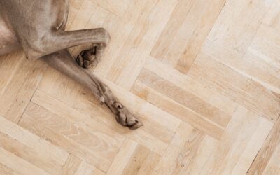 Simple paw care routines that keep your dog comfortable and active
