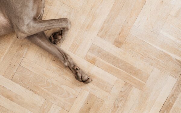 Simple paw care routines that keep your dog comfortable and active