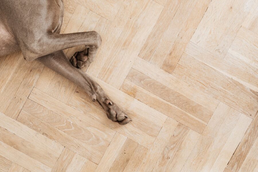Dog paws close hardwood floor