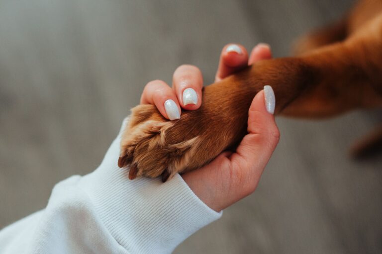 Dog owner checking dog paw dog paws city