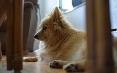 Simple paw care routines that keep your dog moving comfortably