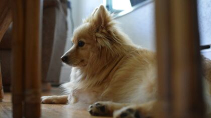 Simple paw care routines that keep your dog moving comfortably