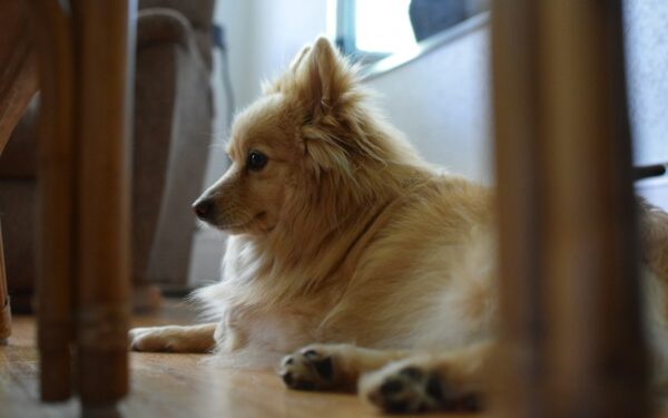 Simple paw care routines that keep your dog moving comfortably
