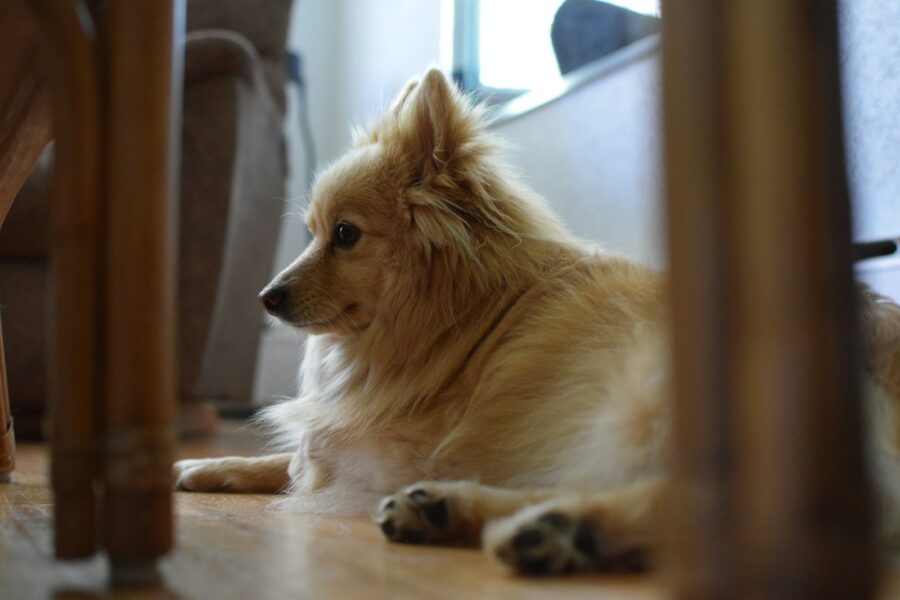 Dog paw close hardwood floor