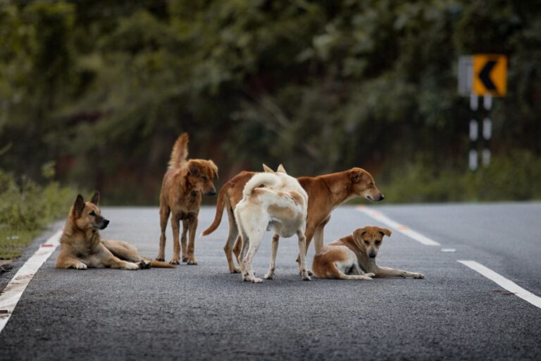 Dog stretching roadside