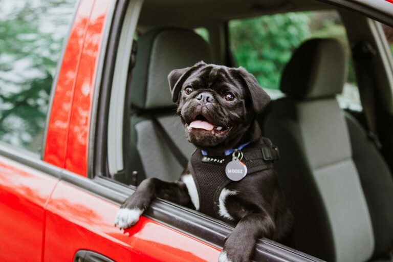 Dog car backseat