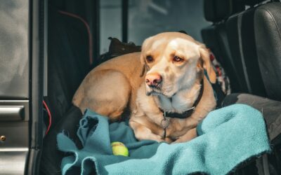 Simple road trip routines that help your dog relax, explore and rest