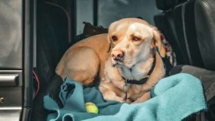 Simple road trip routines that help your dog relax, explore and rest