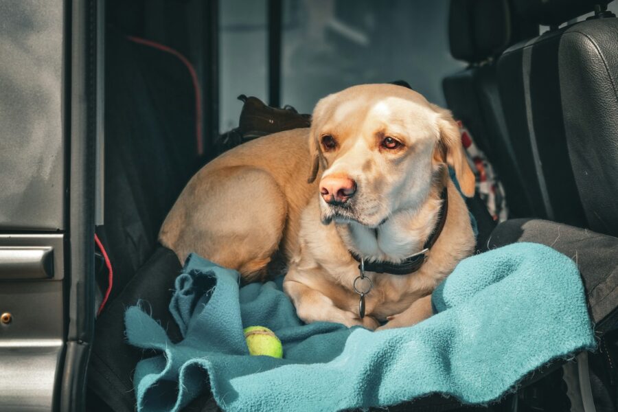 Dog car backseat
