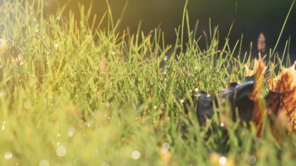 Simple summer activities that keep your dog safe, cool and happy