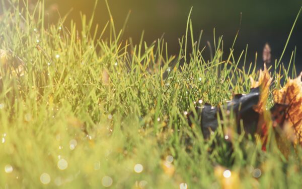 Simple summer activities that keep your dog safe, cool and happy
