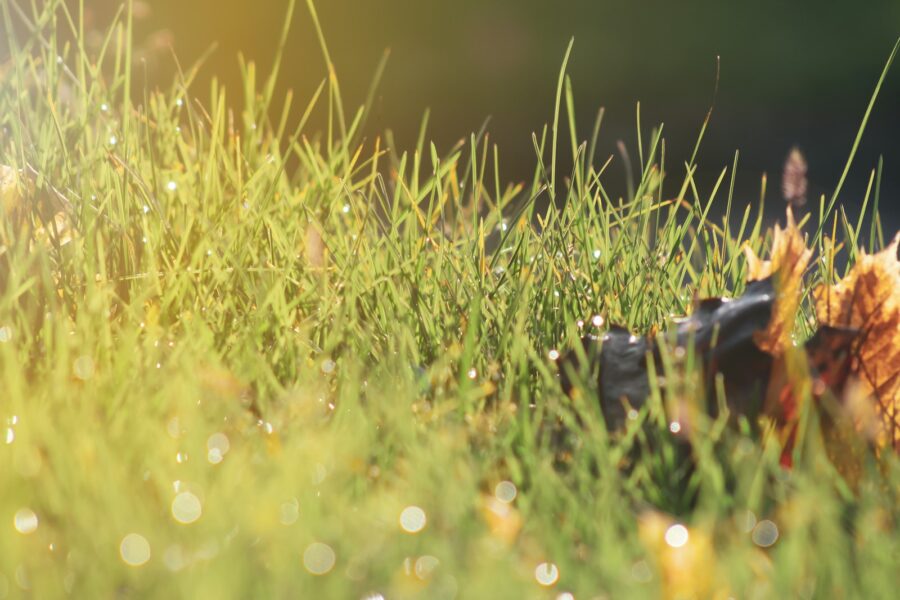 Dog summer shade
