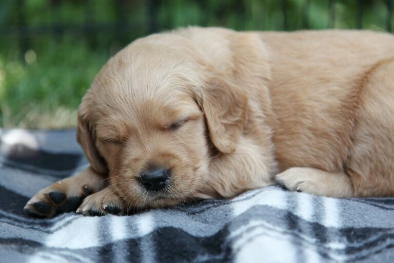 Sleeping puppy crate