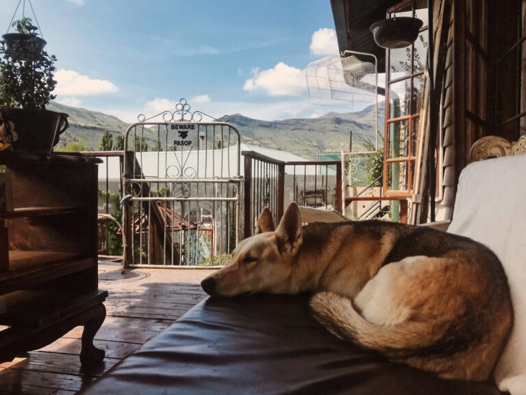 Dog resting vacation