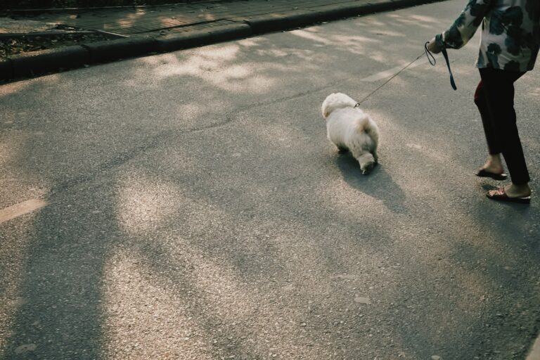 Small dog walking