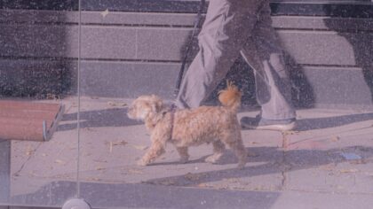 Small dog breeds for city life and how to make them thrive