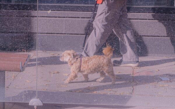 Small dog breeds for city life and how to make them thrive