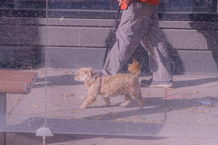 Small dog walking