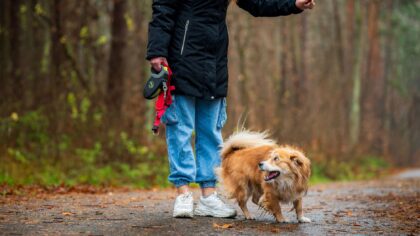 Small dog breeds that love long walks and active families
