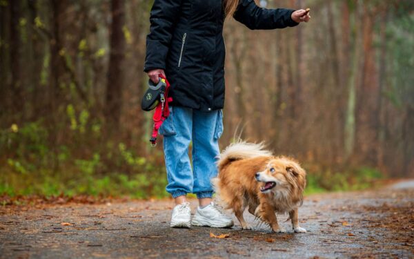Small dog breeds that love long walks and active families