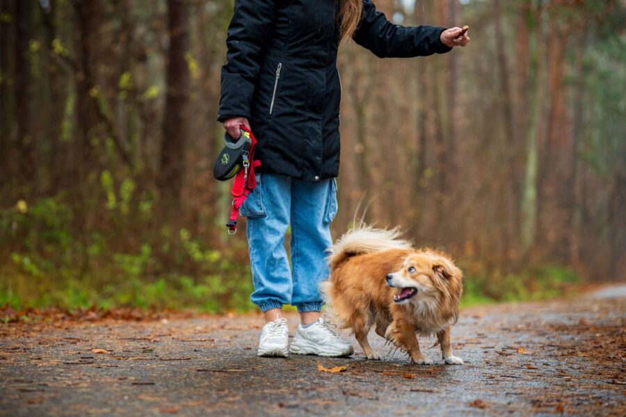 Small dog hiking