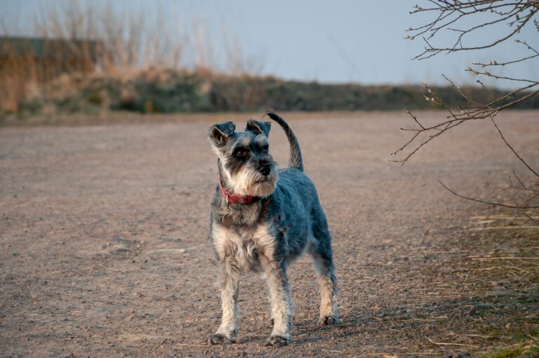 Miniature schnauzer walking