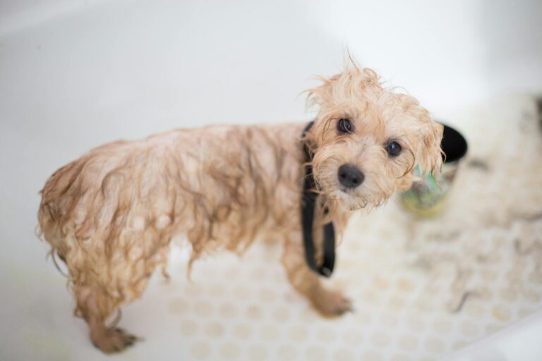 Dog bath tub shampoo towel bathroom