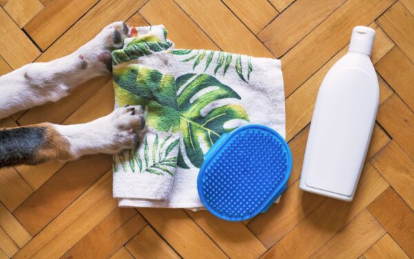 Smart dog bathing at home without stress or mess