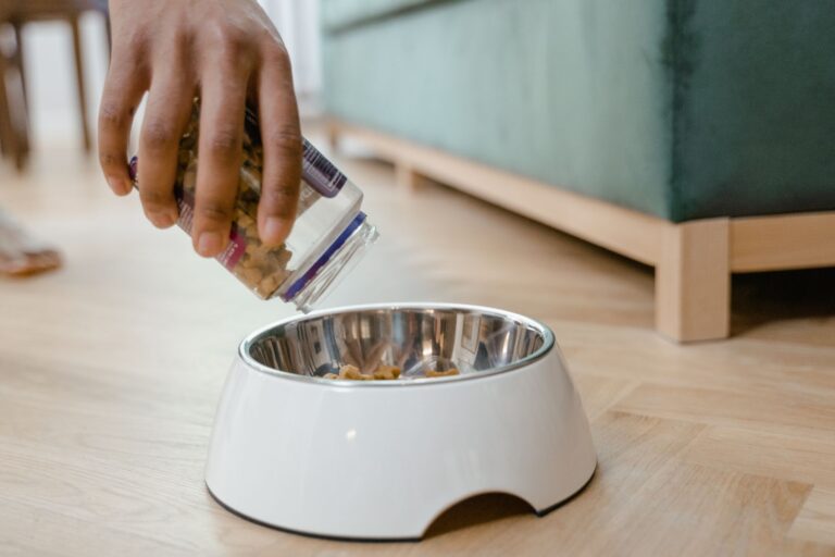 Dog eating bowl