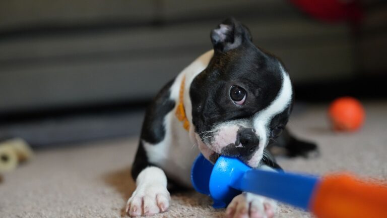 Happy dog playing