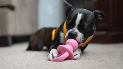 Smart dog toys and play ideas that keep your dog busy and safe