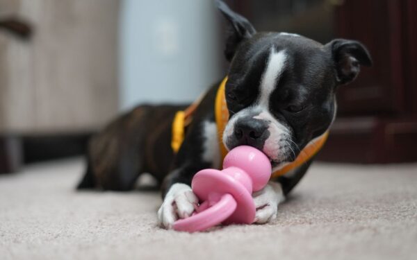 Smart dog toys and play ideas that keep your dog busy and safe