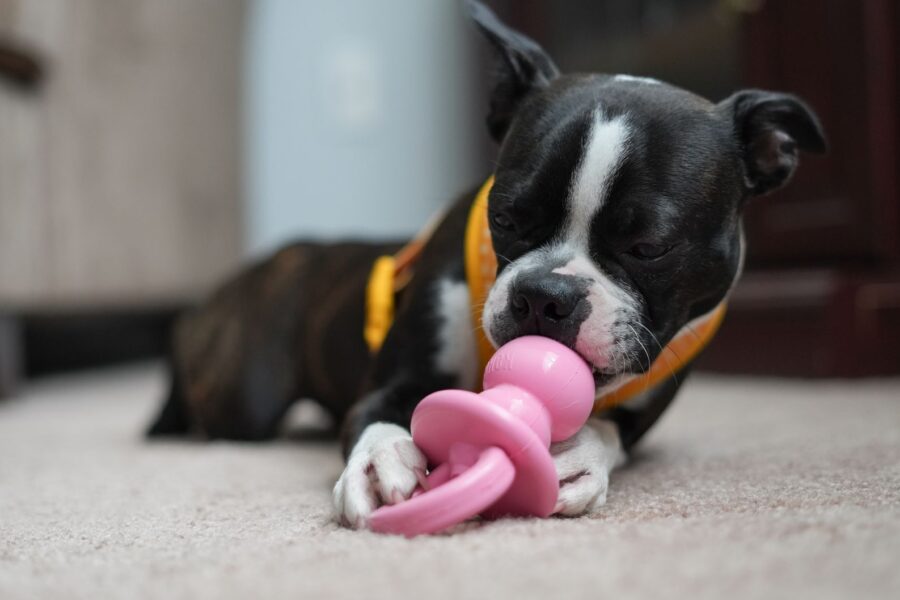 Happy dog playing