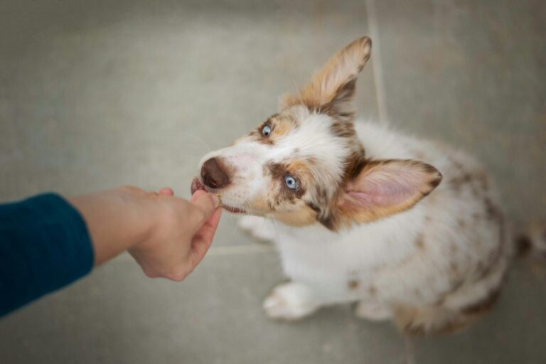 Dog treat training